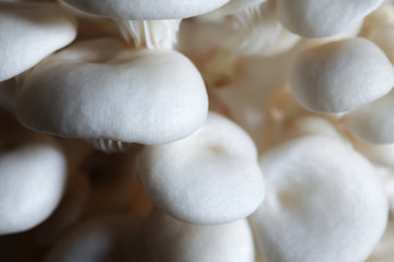 Fototapeta na wymiar close up texture of white mushroom for food preparation.