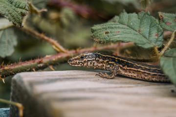 brown lizard in the field on top of a wooden trunk looking at camera
