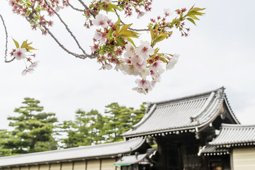 Blossoming trees in spring at Kyoto Imperial Palace, Japan