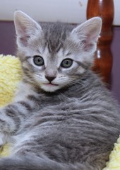 ADORABLE BROWN TABBY KITTEN