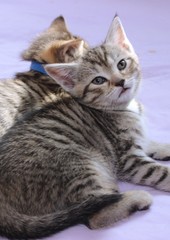 ADORABLE BROWN TABBY KITTEN
