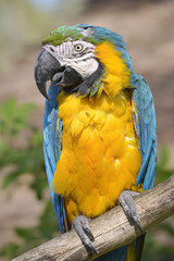 Closeup gelbbrustara macaw or blue-and-gold macaw (Ara ararauna) perched on branch