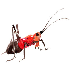 Exotic crickets  wild insect in a watercolor style isolated. Full name of the insect: crickets, grasshoppers . Aquarelle wild insect for background, texture, wrapper pattern or tattoo.