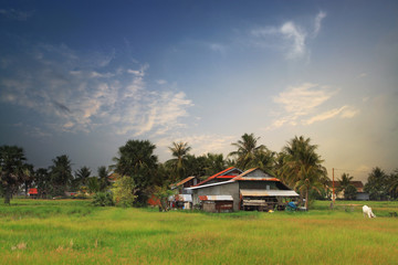 Countryside landscape with a typical asian building, beautiful nature and a grazing cow in Kampot Province in southern Cambodia, Asia.