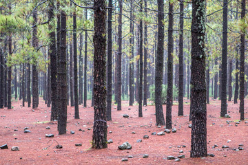 Autumn Trees and Leaves