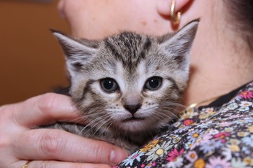 ADORABLE BROWN TABBY KITTEN