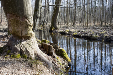 drzewo nad strugą zniszczone przez bobry