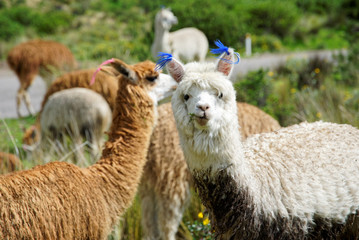 Fototapeta premium Llamas in the Arequipa Region Peru Farm Animals