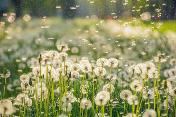 Many white delicate air colors of dandelions and spring sunny rain  and flies flying in the air. The fine mood of the spring summer meadow.
