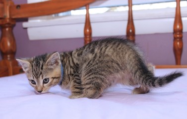 Naklejka premium ADORABLE BROWN TABBY KITTEN