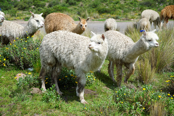 Fototapeta premium Llamas in the Arequipa Region Peru Farm Animals