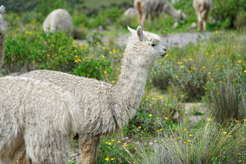 Llamas in the Arequipa Region Peru Farm Animals
