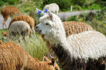 Llamas in the Arequipa Region Peru Farm Animals