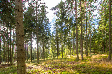 Sun rays in the pine forest