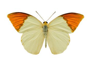 butterfly hebomoia glaucippe aturia