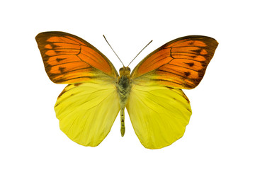 Fototapeta na wymiar butterfly Hebomoia leucippe