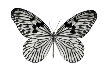 butterfly Idea durvillei