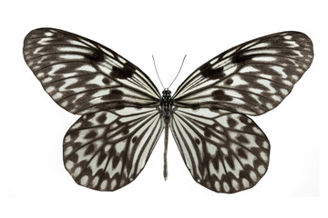Obraz na płótnie Canvas butterfly Idea leuconoe