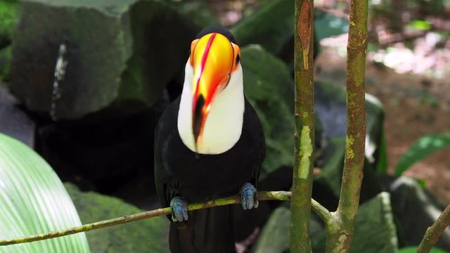 Exotic toucan bird in natural setting, Iguazu Falls, Brazil.