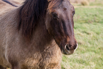 Fototapeta premium zdjęcie biegnącego dzikiego konia Konika