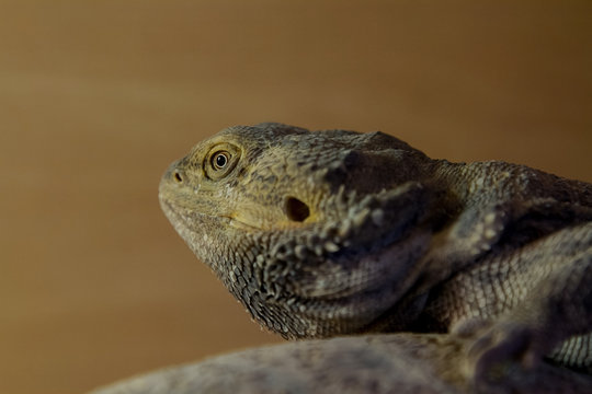 closeup photo of a Bearded Dragon basking under a heat lamp