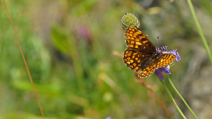 Sumpfwiesen Perlmuttfalter - Schmetterling