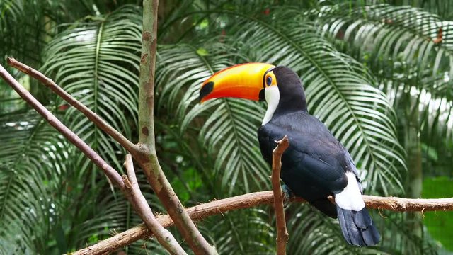 Toucan bird taking flight in natural setting, Iguazu Falls, Brazil. 