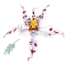 Tropical watercolor orchids. You can use it to congratulate you on your wedding day, happy birthday.