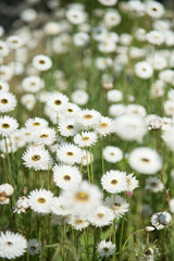 Collection of White Flowers in an English Garden