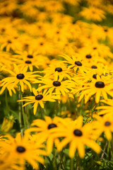 Yellow Flowers in an English Garden
