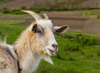 Closeup portrait of the horned goat