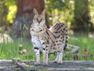 Naklejka na ściany i meble Serval (Leptailurus serval) standing seen from face