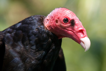 Cathartes aura - Avvoltoio dal collo rosso