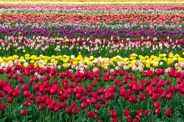 Colorful tulip fields forming a beautiful striped pattern.