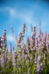 Fototapeta premium Close up of lilac flowers