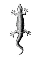 Gecko hand drawing vintage style