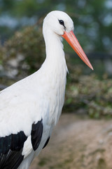 Ciconia ciconia - Cicogna bianca