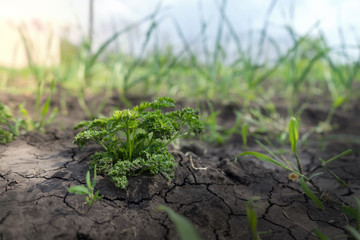 young shoots of greenery under the sun