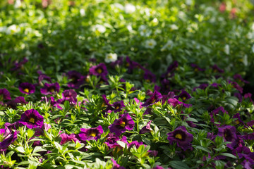 Obraz premium Lots of beautiful ultra violet bright saturated color flowers at flower market for gardeners