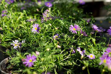 Lots of violet Aster flowers in pots for sale at garden market, flower market or flower shop for gardeners, garden front yard or backyard decoration ideas