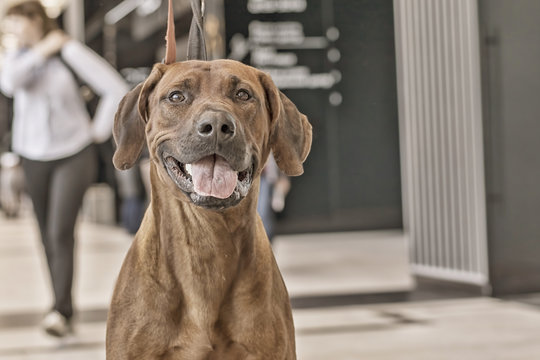 Rhodesian Ridgeback Shorthair Hound Dog