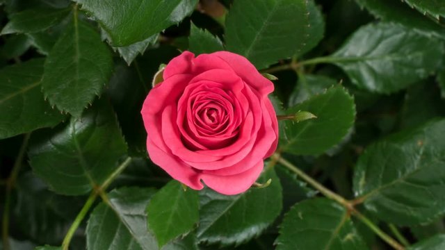 Timelapse of pink rose growing blossom from bud to big flower on green leaves background