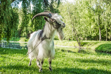 Obraz premium White goat close portrait in green nature environment