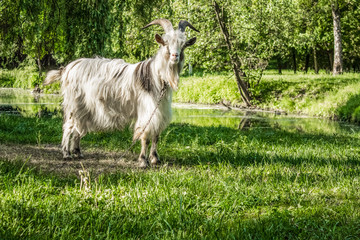 Obraz premium White goat close portrait in green nature environment