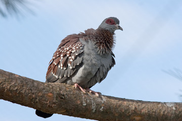 Columba guinea - Colomba della Guinea