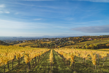 Fototapeta na wymiar Autumnal view of vineyard in Vienna (Austria)