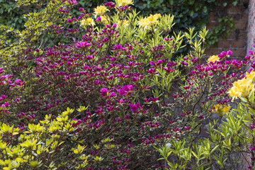Naklejka premium Azalea bushes planted in a corner of a garden in the shelter of a wall.