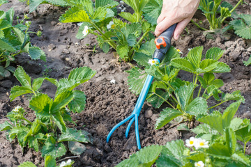 Farmer is loosening soil around the strawberry bushes using hand garden rake