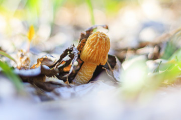 Morchella esculenta edible mushroom/Morchella esculenta edible mushroom , spring season, beauty