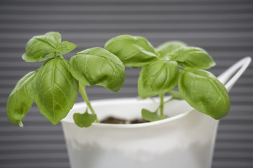 small green seedling in a flowerpot isolated